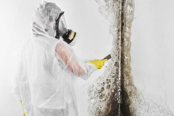 Certified Mold Removal in Lowell, OR