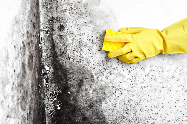 Best Fast Mold Removal  in Lowell, OR