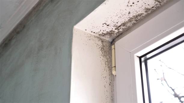 Best Fast Mold Removal  in Lowell, OR