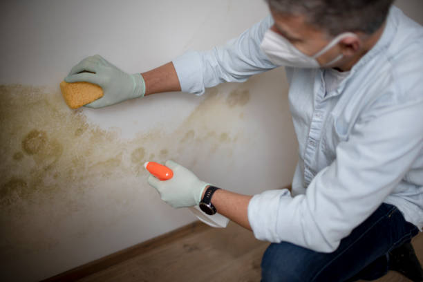 Best Mold Cleaning Services  in Lowell, OR