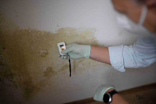 Best Toxic Mold Removal  in Lowell, OR