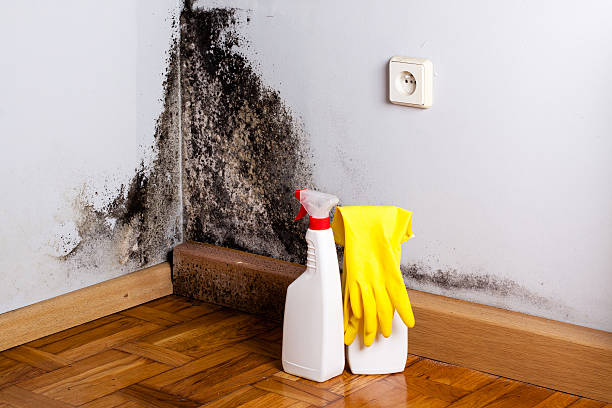 Best Same-Day Mold Removal  in Lowell, OR