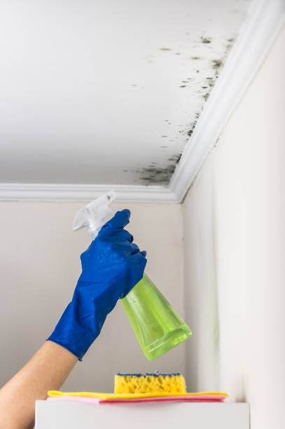 Attic Mold Removal in Lowell, OR
